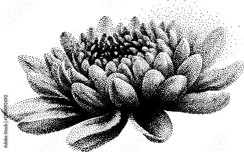 Intricate dotwork stippling chrysanthemum art for design and decor