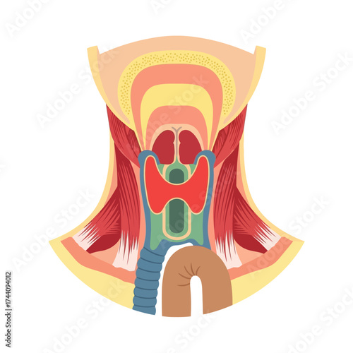 Detailed anatomical illustration of the human neck showing muscles, thyroid, trachea, and throat, perfect for medical education and healthcare materials