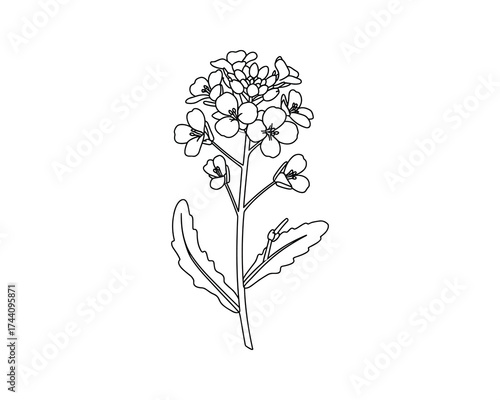 Canola Flower Outline Illustration