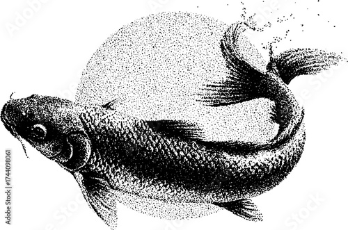 Elegant koi fish in motion with detailed stipple art for decorative design