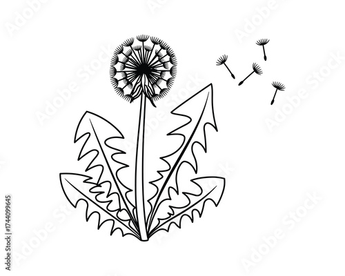 Dandelion flower with flying seeds drawing