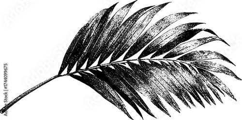 Intricate dotwork stippling illustration of a palm leaf for botanical design projects