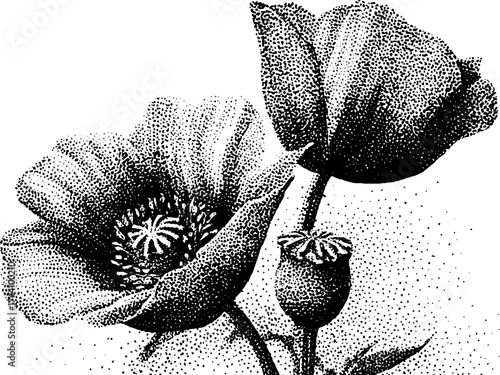 Intricate dotwork illustration of poppy flower with stipple technique for art and design