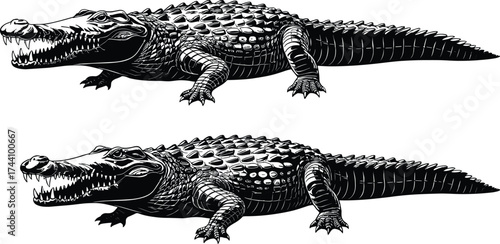 Two crocodile illustrations, detailed reptile artwork, dangerous wild animal vector, alligator graphic design, predator wildlife drawing, black and white art