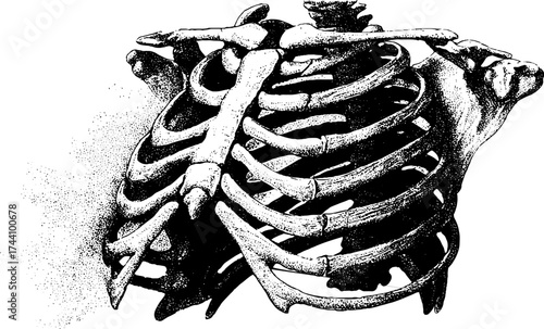 Intricate dotwork stippling illustration of human ribcage for artistic design