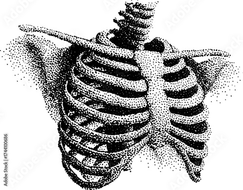Intricate dotwork stipple illustration of human ribcage anatomy
