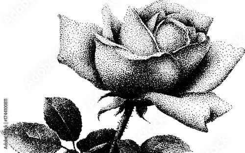 Detailed dotwork illustration of a rose in full bloom for artistic design and decoration