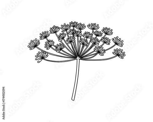Dill flower isolated