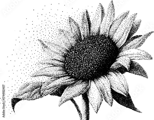 Detailed dotwork stipple illustration of a sunflower in halftone style for art prints