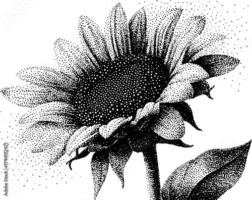 Intricate stipple dotwork sunflower illustration for art and design projects