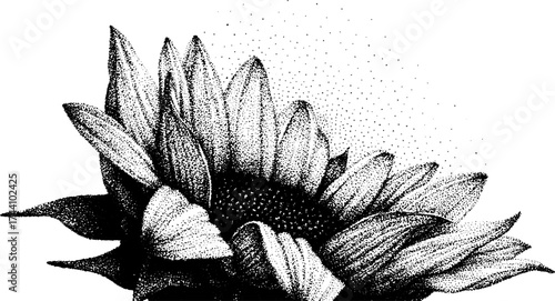 Detailed dotwork stippling illustration of a sunflower in vintage style