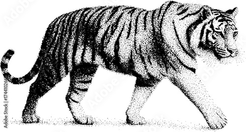 Intricate dotwork stippling art of a walking tiger - perfect for print and poster designs