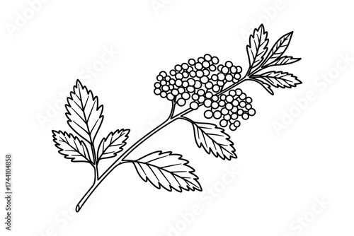 Elderberry branch outline botanical drawing