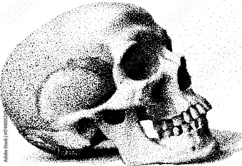 Anatomical skull study in detailed dotwork stippling illustration for educational use