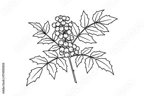 Elderberry plant with berries and foliage