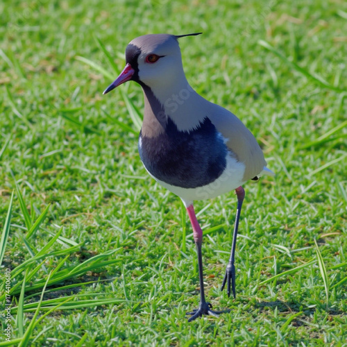 blue footed booby