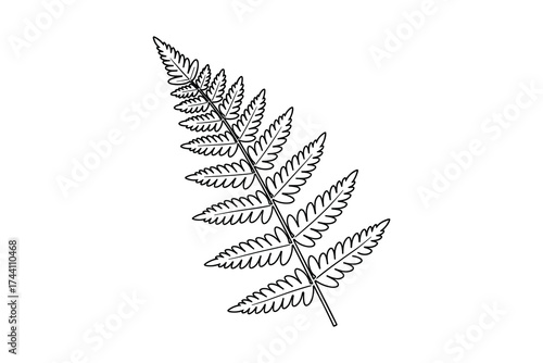 Fern leaf black line drawing
