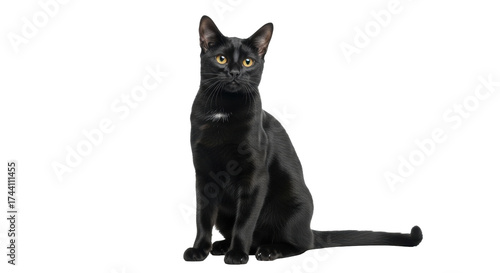 Isolated graceful sleek black cat with yellow eyes, sitting still looking at viewer intently