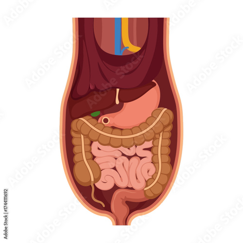 Explore the human digestive system with this detailed illustration of the stomach, intestines, and liver for educational resources and medical projects