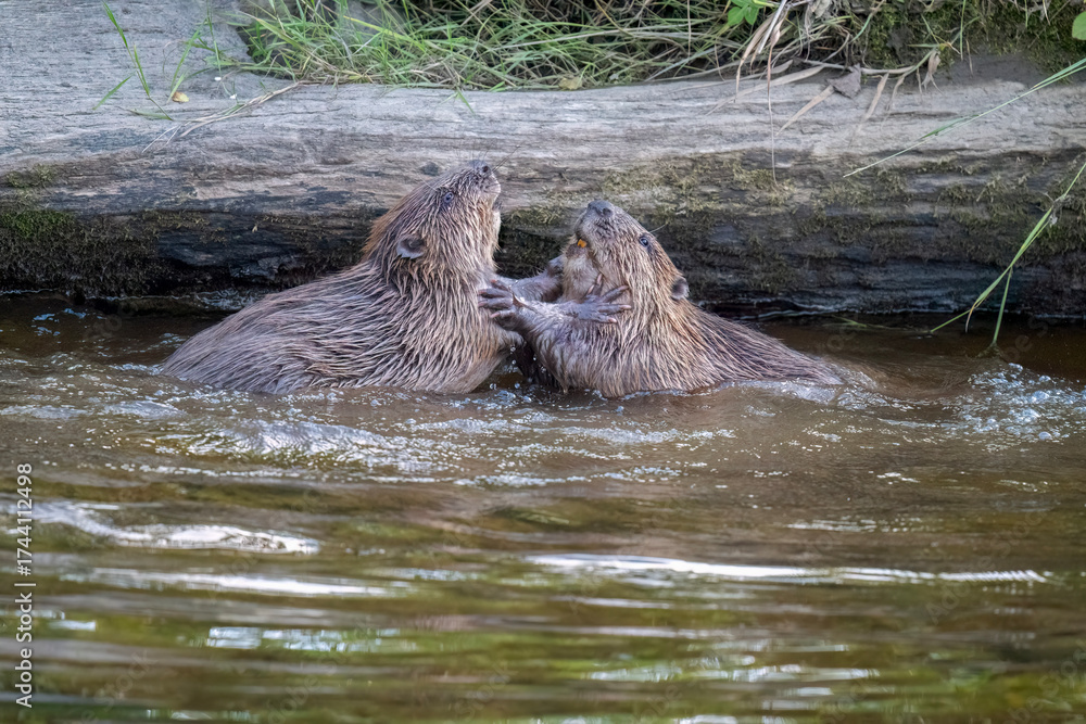 Fototapeta premium Beavers wrestling in a river