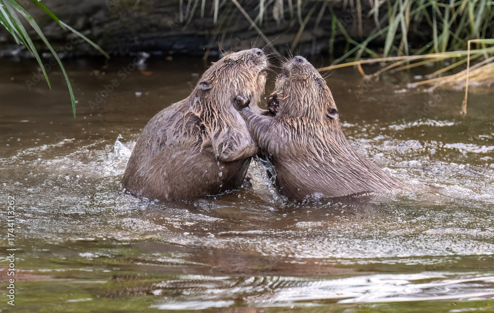 Fototapeta premium Beavers wrestling in a river