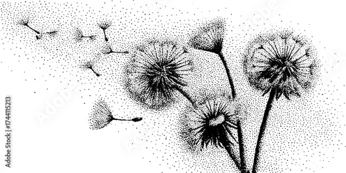 Intricate dotwork art of dandelions with stipple technique for botanical design