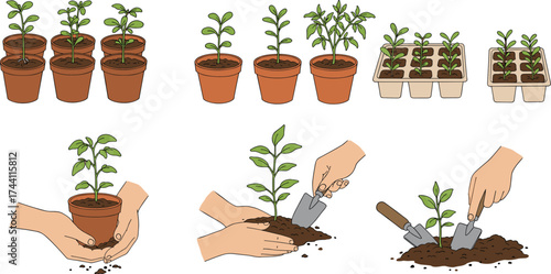 Seedling transplanting illustration set, gardening steps, pot to soil, hand-drawn vector, white background, agriculture concept, plant care, growth process