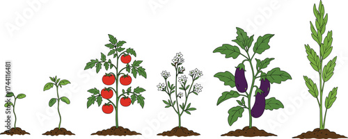 Plant growth illustration set, seedling to mature plant, tomato, eggplant, flowering herb, hand-drawn vector, white background, gardening, agriculture concept
