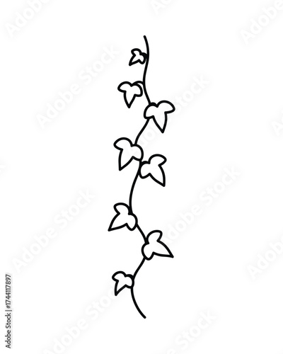 Ivy vine plant black line illustration
