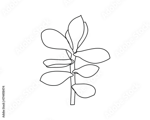 Jade plant stem line art
