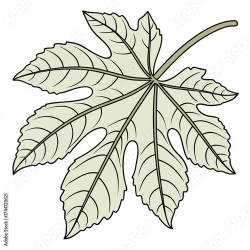 Castor bean leaf, a botanical vector illustration