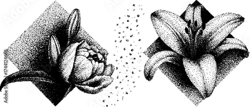 Elegant floral art with peony and lily: dotwork stippling design for creative projects