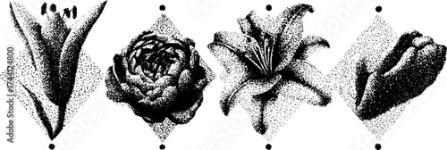 Detailed dotwork stipple illustration of peonies and lilies for design projects