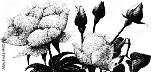 Detailed dotwork stippling illustration of roses and peonies for decorative design