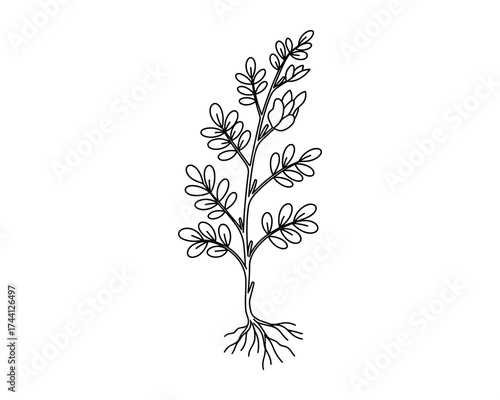 Moringa plant leaves and roots sketch