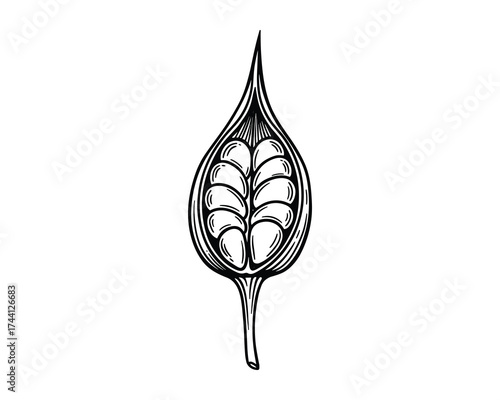 Moringa seed pod sketch