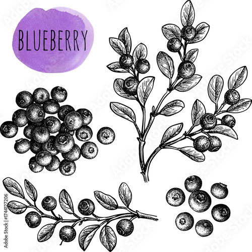 Blueberry set of ink sketches.