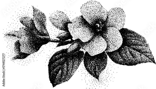 Detailed dotwork illustration of single flowers for artistic design