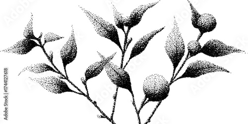 Intricate dotwork stippling illustration of small branches for botanical art and design