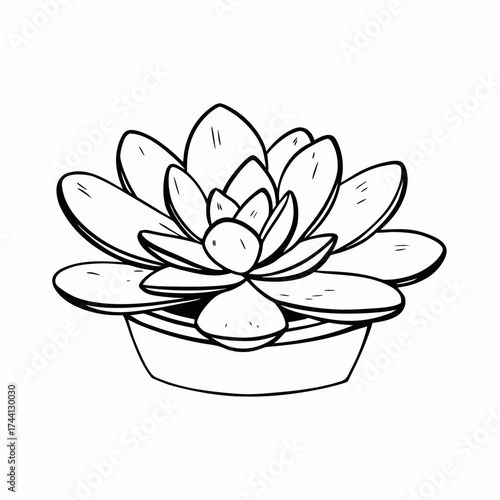 Black and white line drawing of a succulent plant in a pot