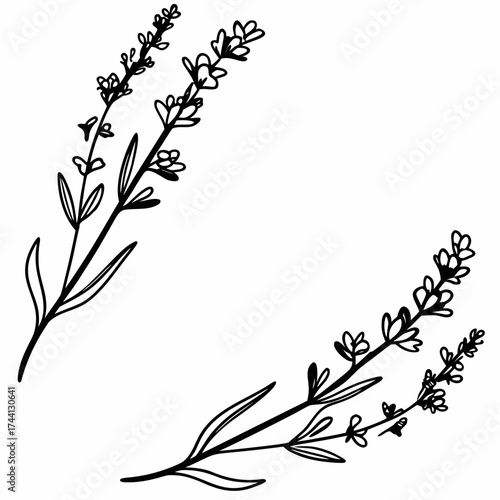 Hand drawn black and white lavender sprigs decorative border