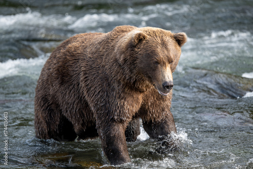 An Alaskan brown bear searching for salmon below Brooks Falls.