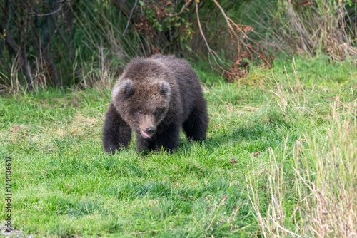 Alaskan brown bear cub standing in the grass