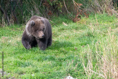Alaskan brown bear cub standing in the grass