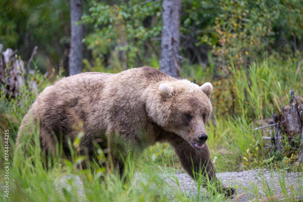 Obraz premium An Alaskan brown bear walking down a trail in Katmai National Park