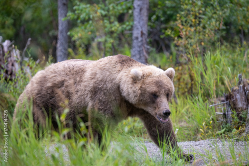 An Alaskan brown bear walking down a trail in Katmai National Park