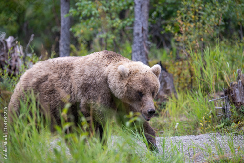 An Alaskan brown bear walking down a trail in Katmai National Park