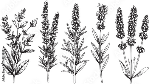 Botanical Sketch of Five Herb Plants