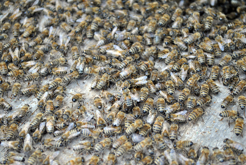 a lot of bees