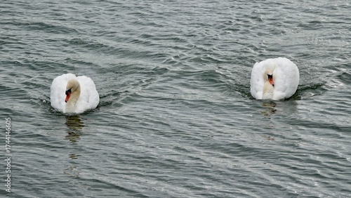 Schwan, Schwäne am Ufer und im Wasser